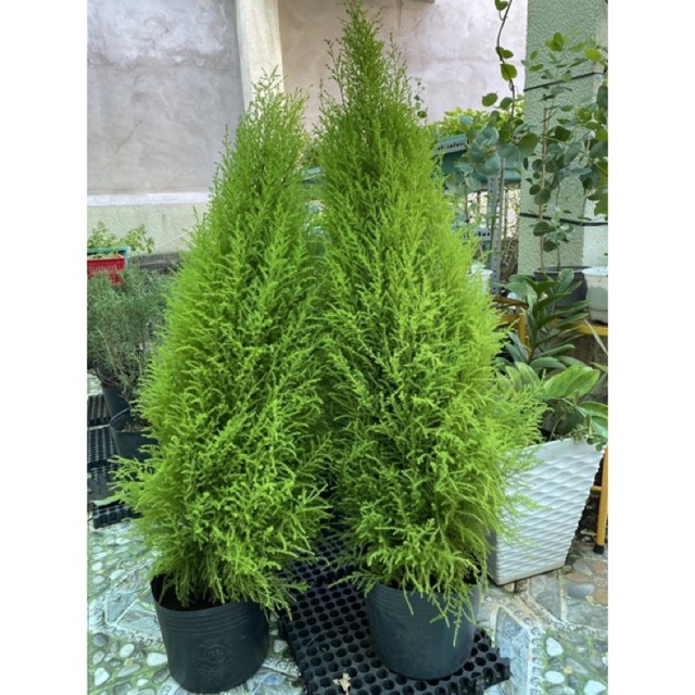 Tùng Thơm (Tùng Chanh) JUN GARDEN Trang Trí Noel Giáng Sinh Đẹp