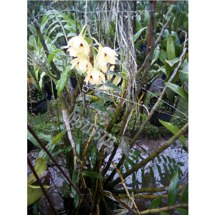 cây Lan Dendrobium Gatton Sunray--[ cây còn nhỏ ]