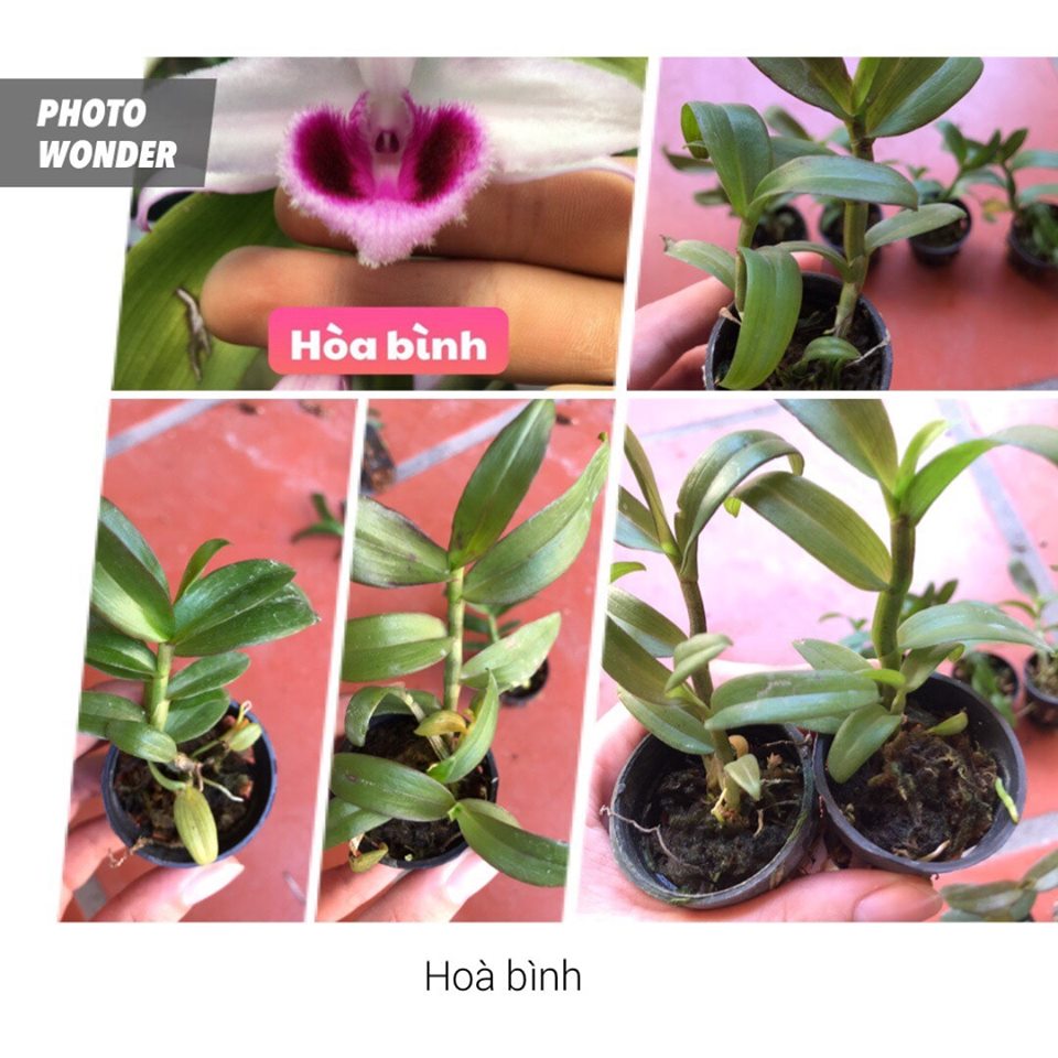 PHI ĐIỆP GIỐNG GIÁ RẺ COMBO 10 LOẠI