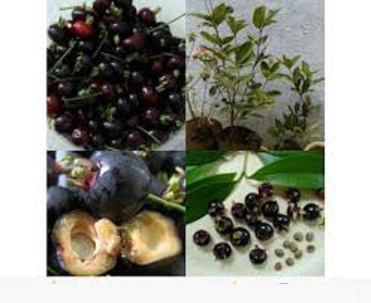 Cây CHERRY BRAXIN Cây nhỡ, siêu sai quả,