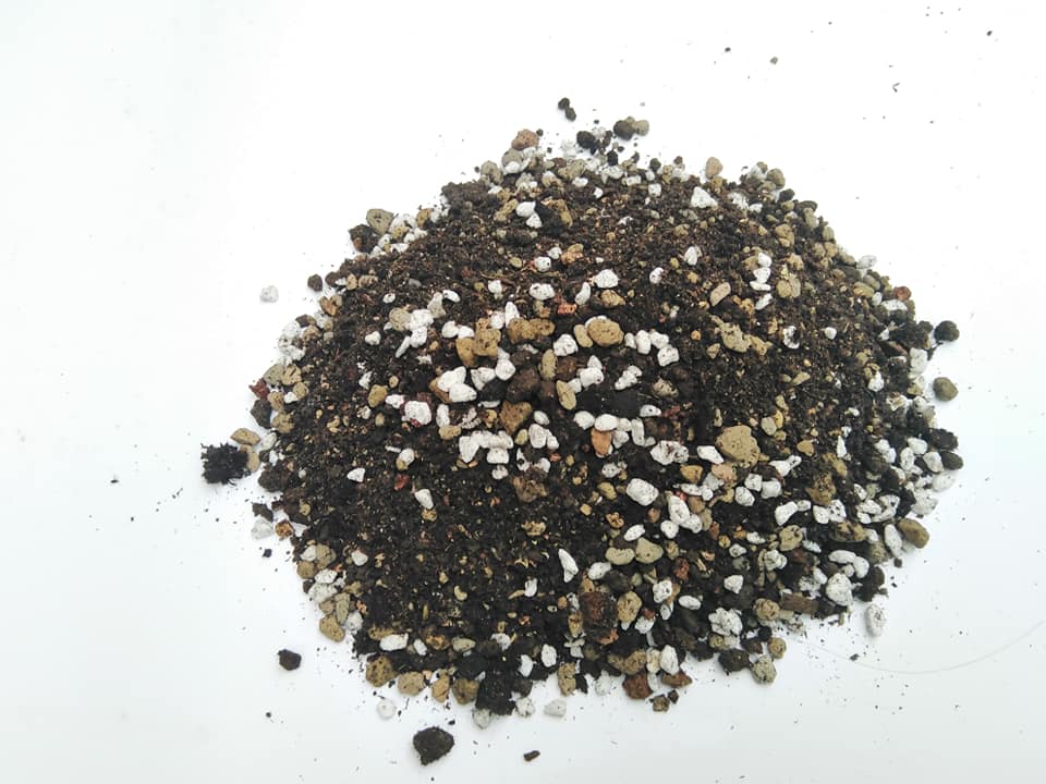 Giá thể trồng xương rồng và sen đá gói 6kg