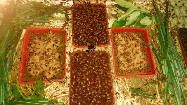 Trứng Dế Thái Vàng: Combo 3 ổ