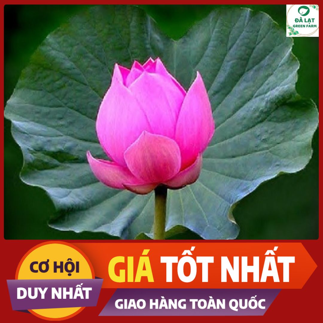 1K_Hạt Giống Hoa Sen Hồng/Sen Ta