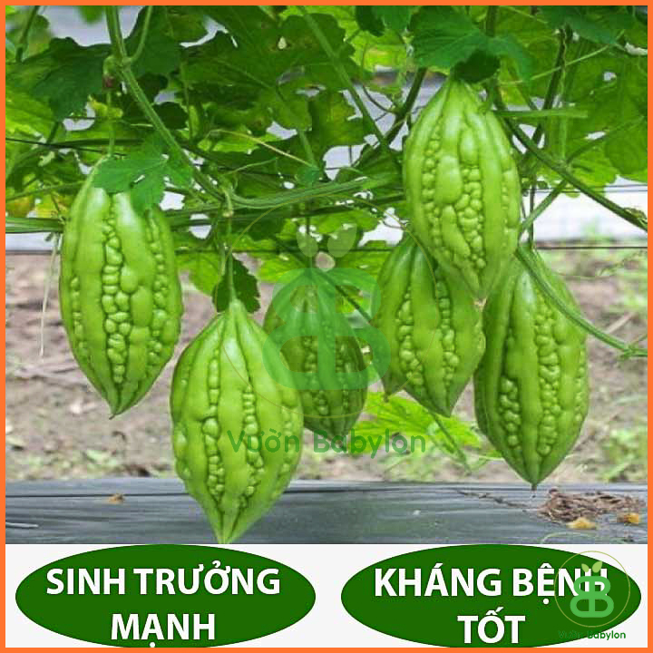 Hạt Giống Khổ Qua - Mướp Đắng Cao Sản 2Gr