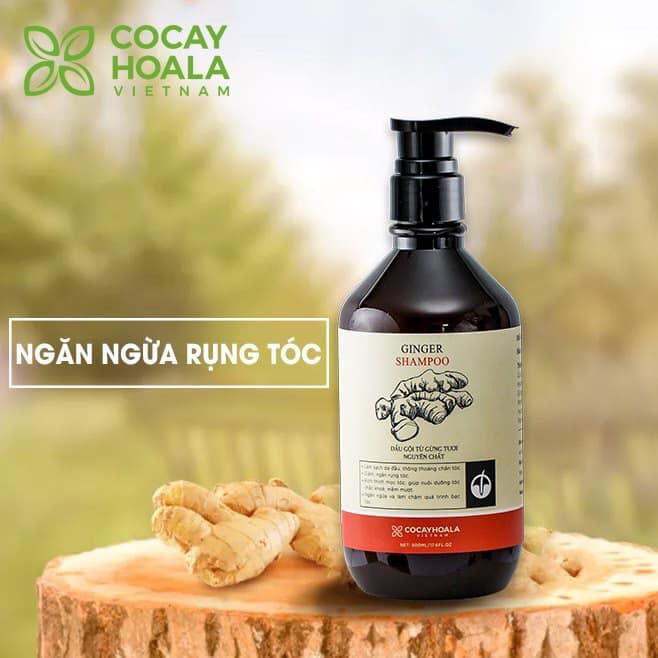 (cỏ cây hoa lá) Dầu gội gừng tươi