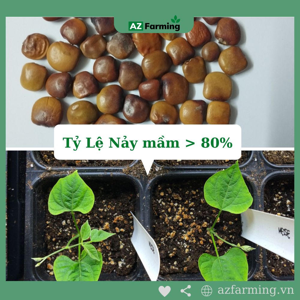 Hạt Giống Củ Sắn (Củ Đậu) - Gói 50 Hạt - AZ Farming