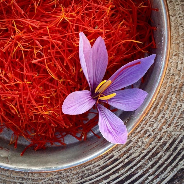 Củ giống nhuỵ hoa nghệ Tây saffron