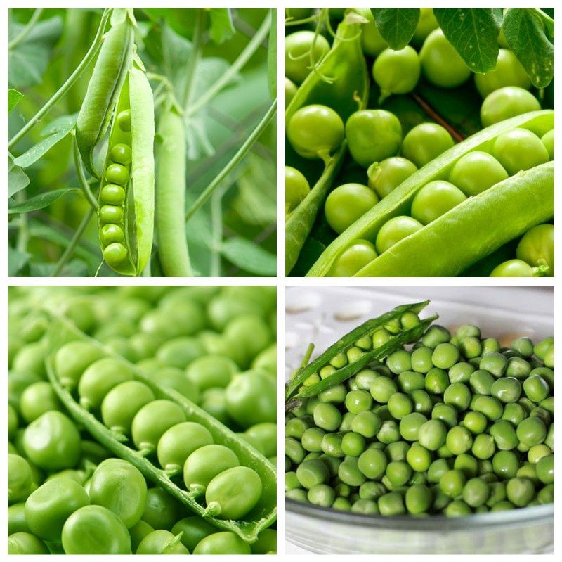 #Hạt_Giống Đậu Hà Lan