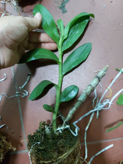 Trầm rồng đỏ
