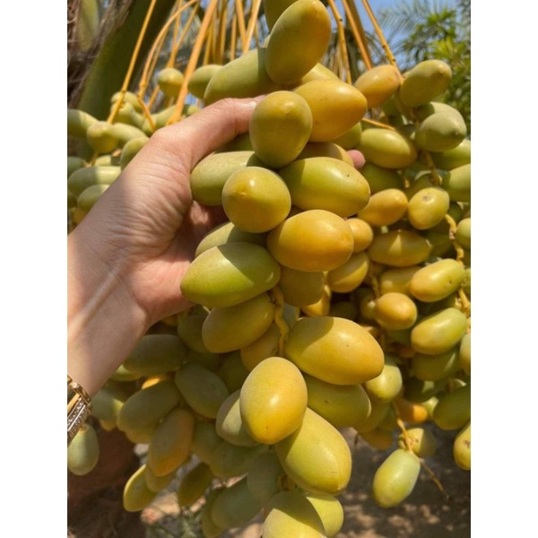 Cây giống chà là ăn quả (cấy mô)