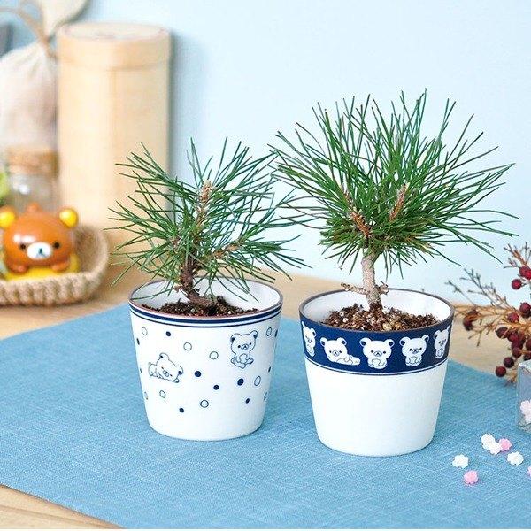Cây giống thông nhật bonsai chất lượng cao, cây bonsai để bàn cực đẹp