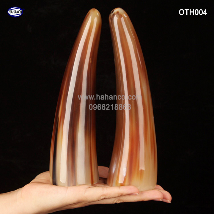 Chóp sừng bò Châu Phi - vật phẩm phong thủy- HOT nhất của năm trâu vàng 2021 - giàu sang/phú quý (OTH004) HAHANCO