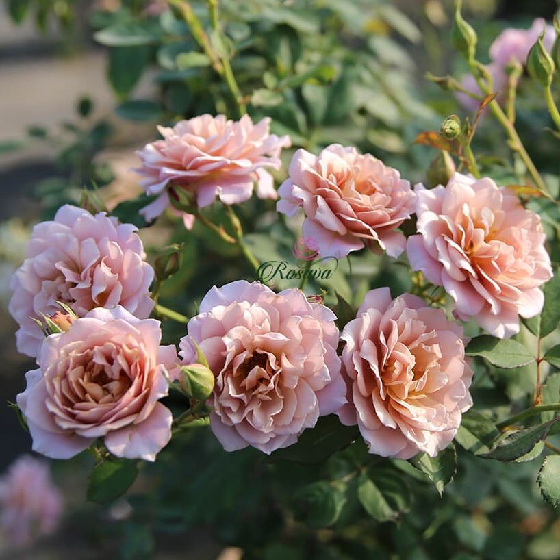 Hoa hồng Nhật Iori rose - hồng bụi, hoa chùm