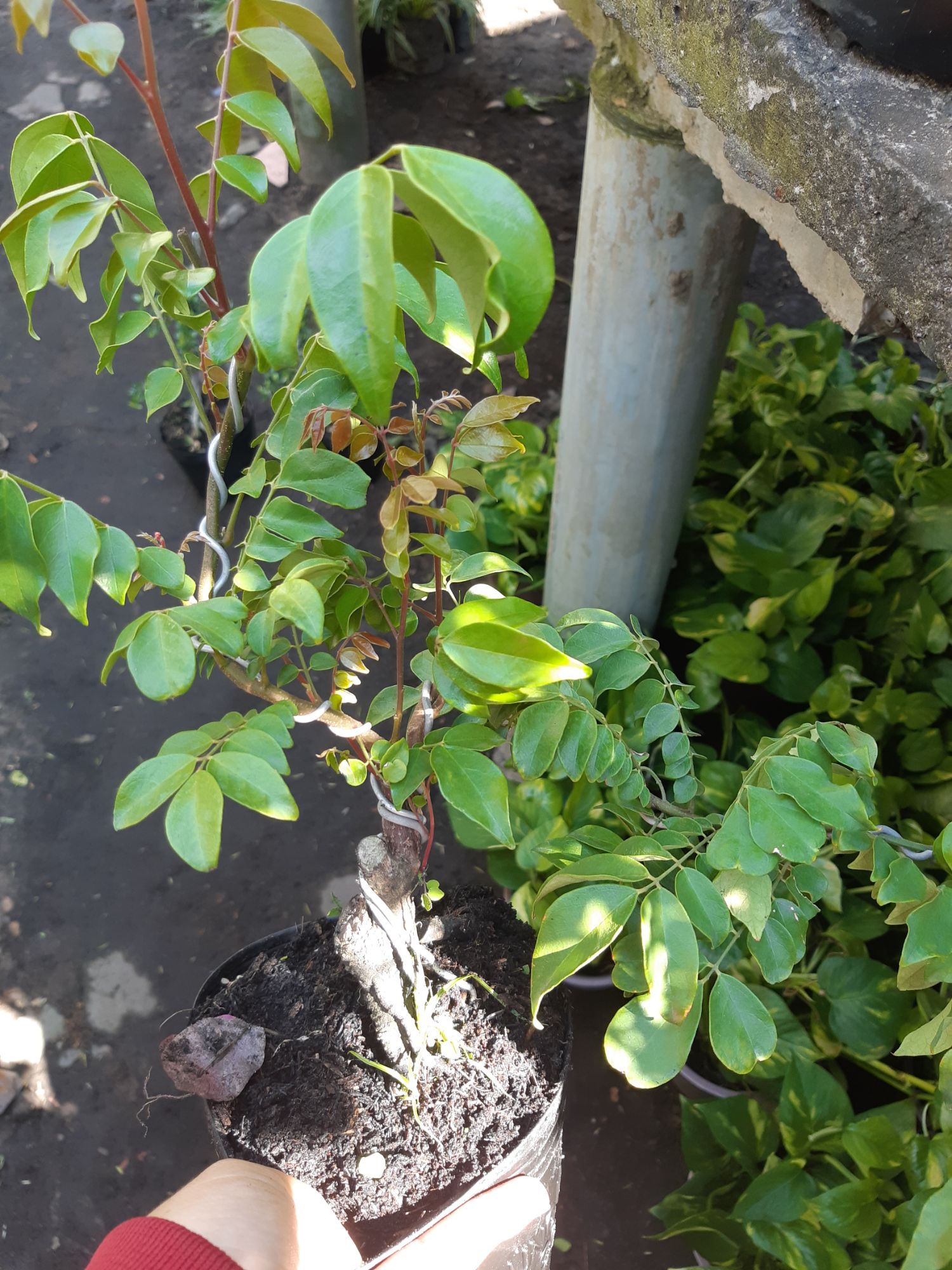 Cây khế bonsai mini đang quả