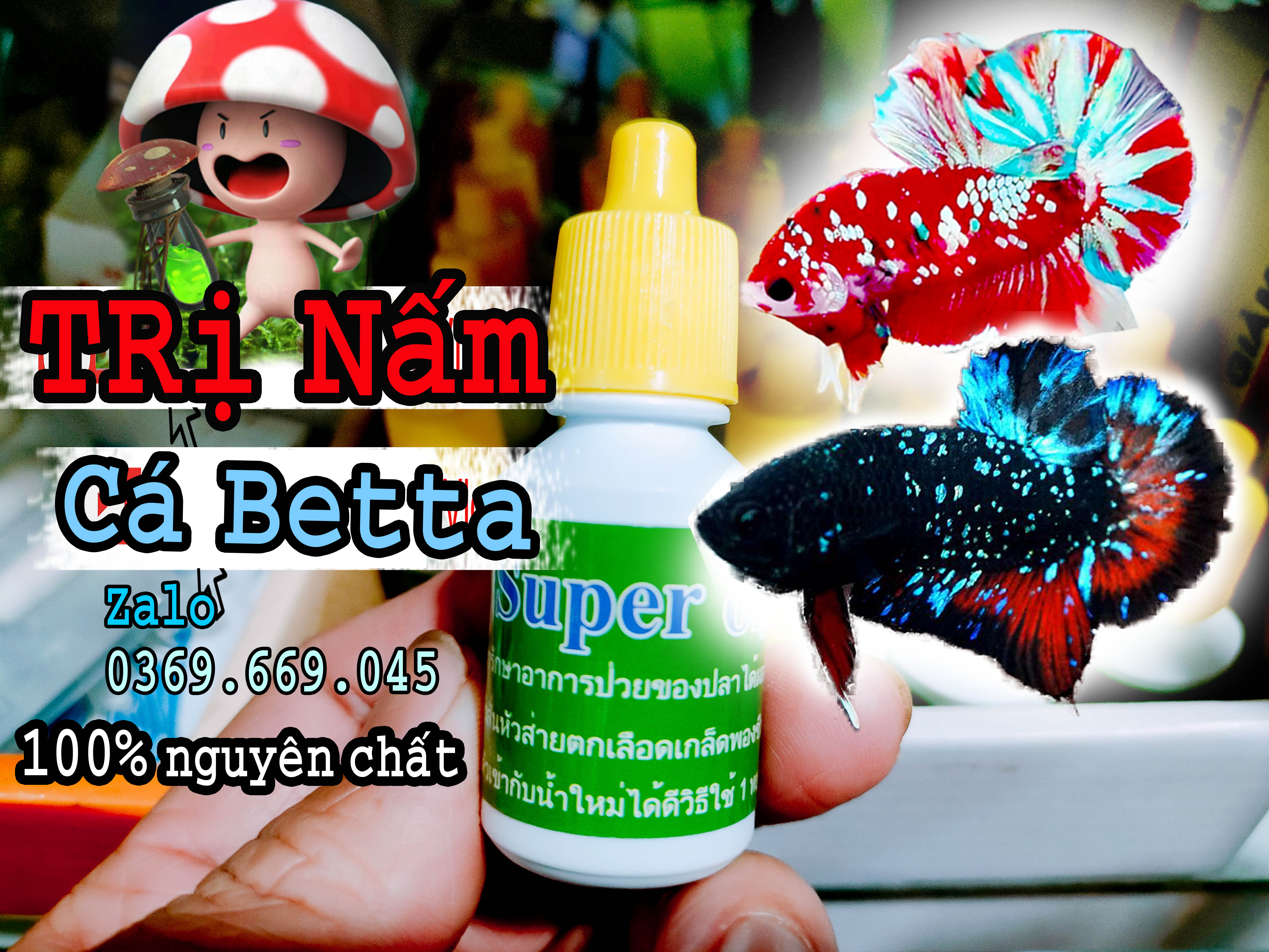 Nấm cá betta nhập khẩu từ Thái lan