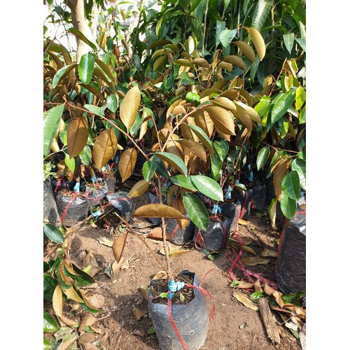 (Cây ăn quả)Sầu riêng musang kinh giống+ (700g) phân thỏ hữu cơ