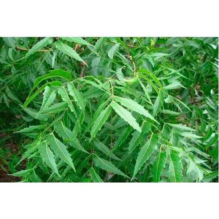Cây sầu đâu - vị thuốc dân gian tốt cho sức khỏe - Trang Flowers