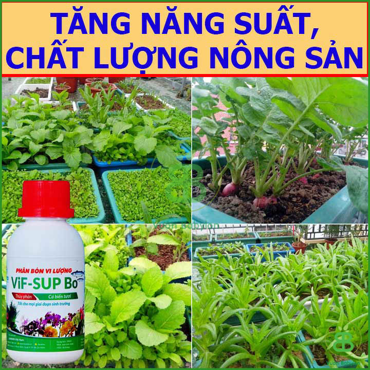 Phân Bón Vi Lượng Thủy Phân Cá Biển VIF SUP Bo Chai 100ml