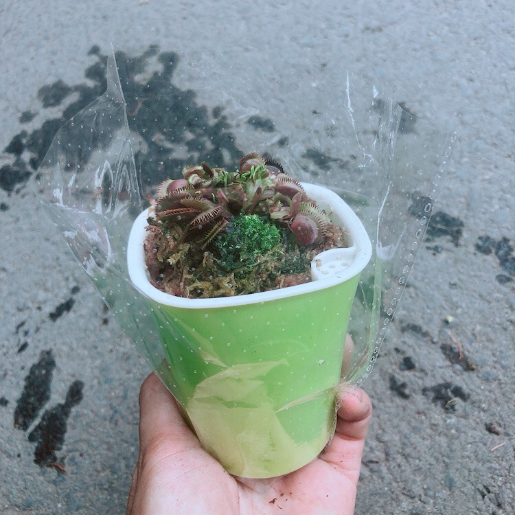 Cây Bẫy Kẹp Kèm Chậu Tự Tưới