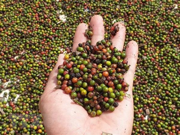 tiêu sạch tây nguyên 0.5kg / 60k