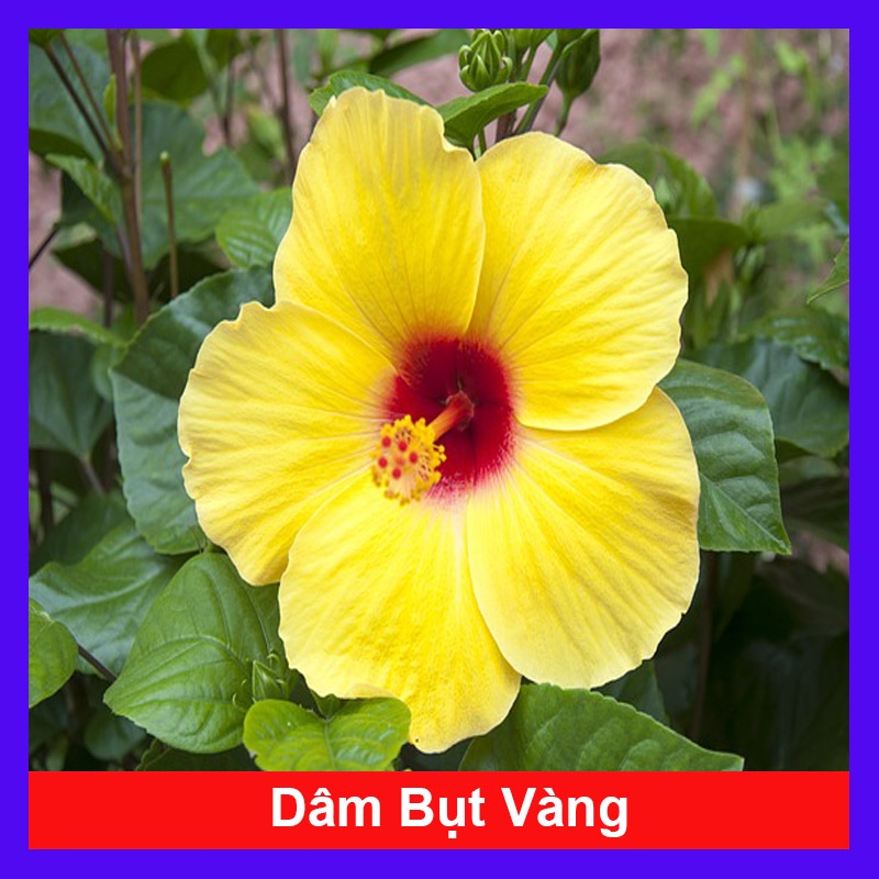 Cây Hoa Dâm Bụt Vàng - Cây cảnh sân vườn