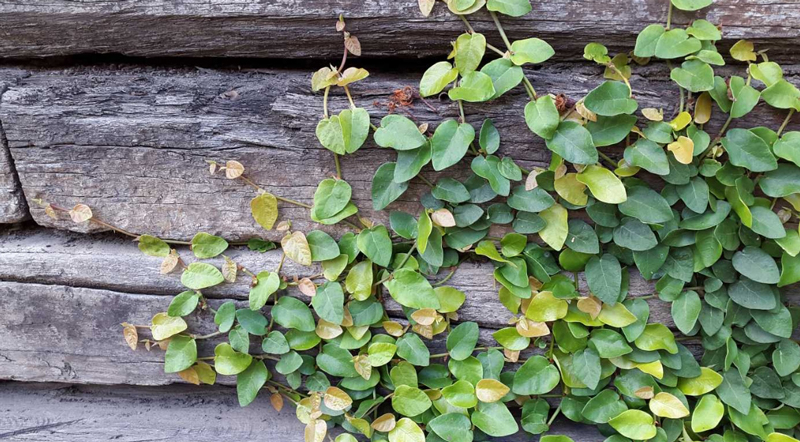 Dây Thằn Lằn Leo Tường - Chậu Cây Cảnh - Dây thằn lằn trồng trên các kết cấu tường nhà, cột, hàng rào, cầu thang…