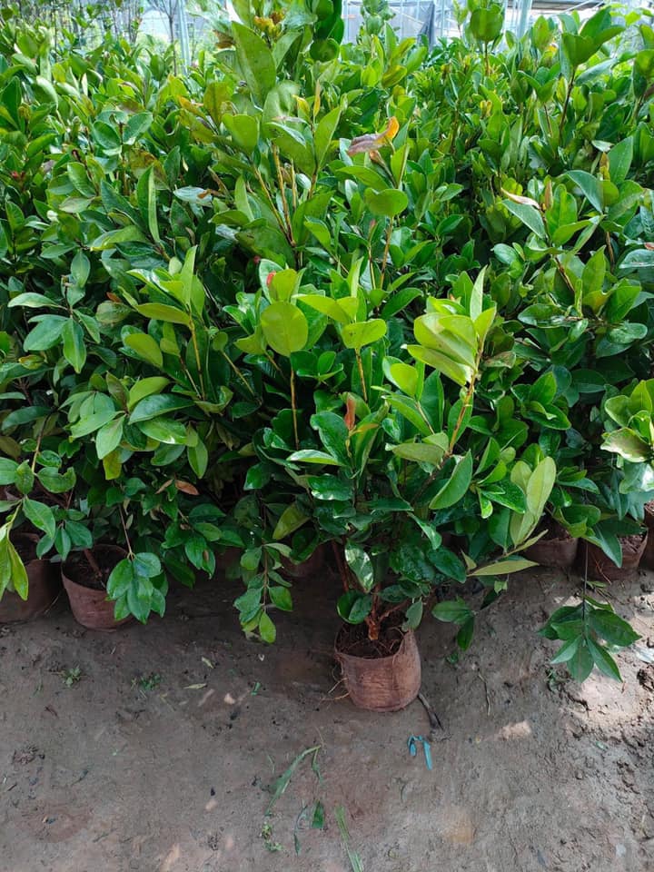 Cây giống Cherry Anh Đào MỸ THẾ HỆ MỚI. [ BẦU TO, SIÊU QUẢ, CÂY CAO 1M ]