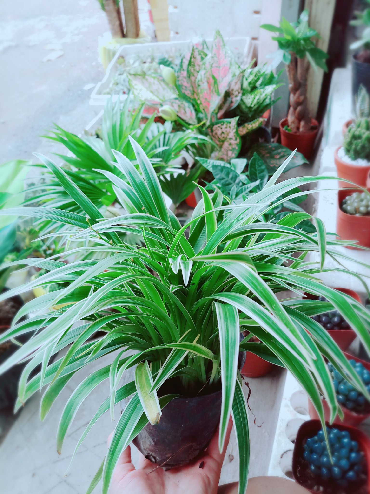 Chậu lan cỏ chi