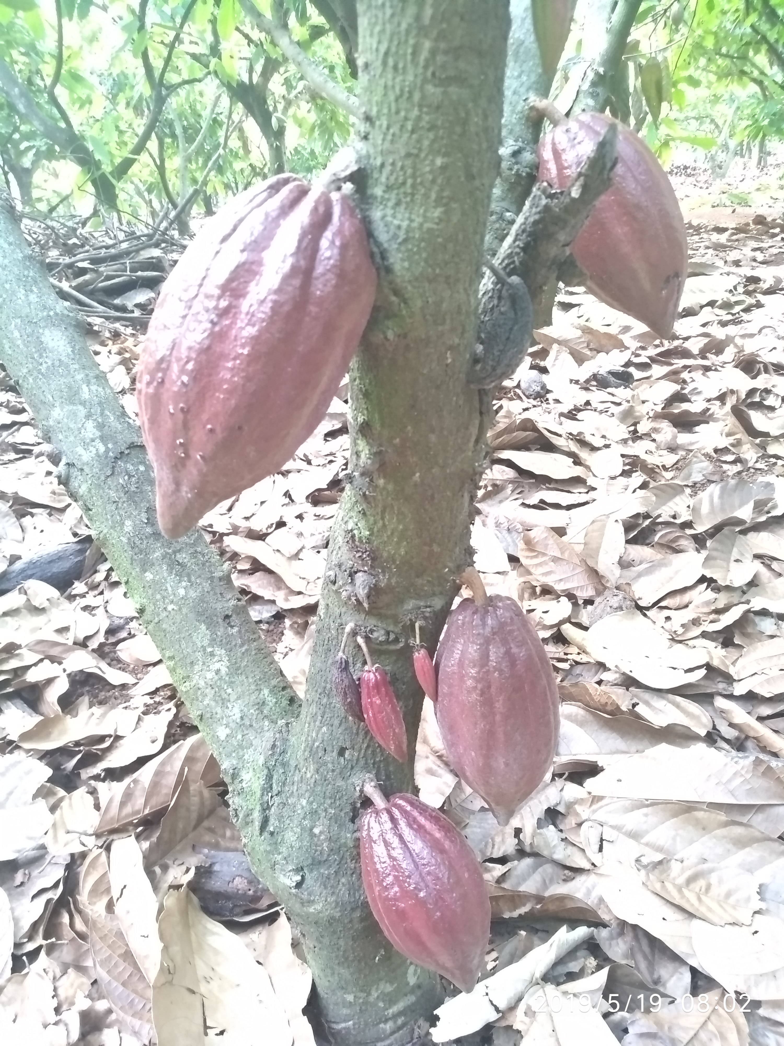 Bột cacao thơm ngon Nam Trường Sơn - 1kg