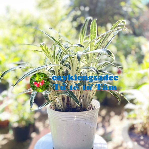 Cây thu tiền + tặng phân bón cho cây khỏe
