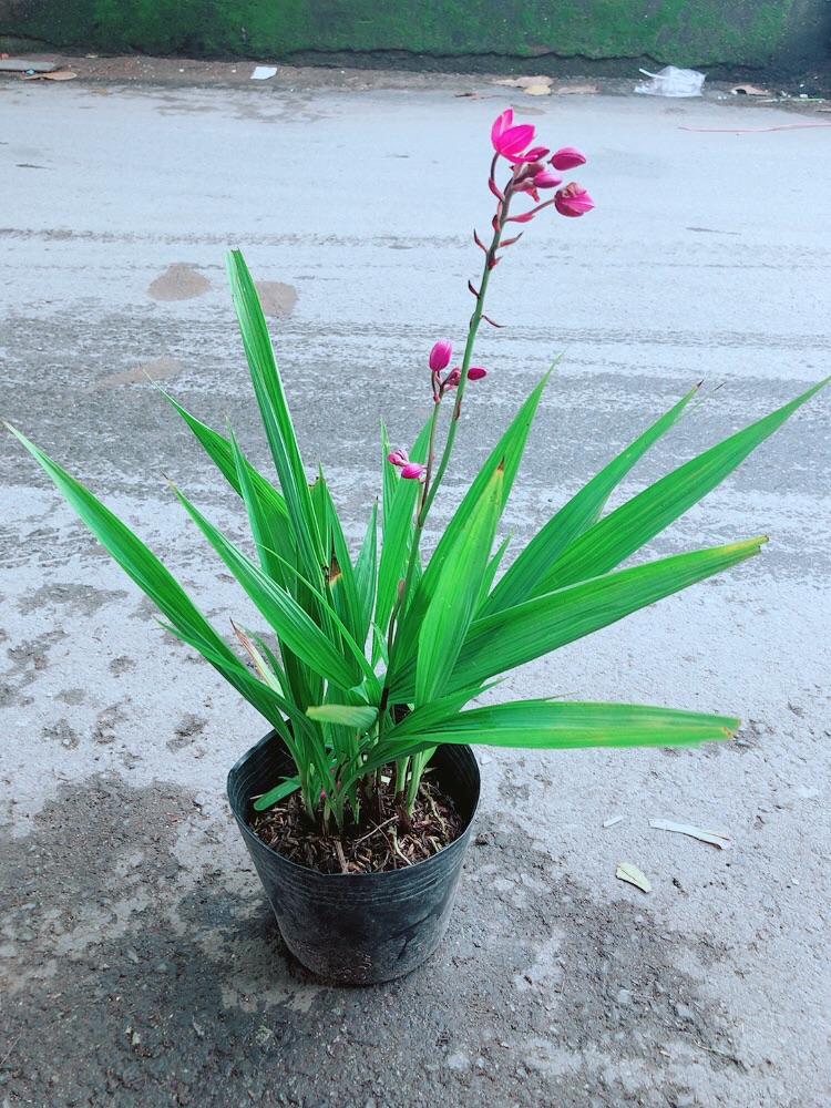 Lan Đất Có Hoa Màu Tím
