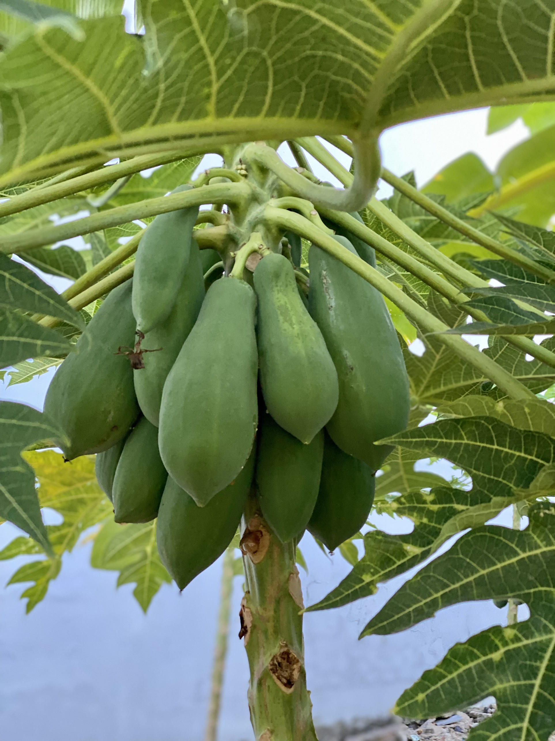 Phân trùn quế nguyên chất 10kg Lavamix