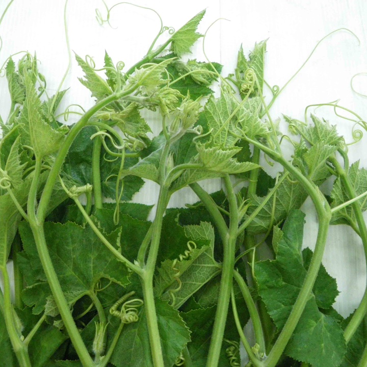 Hạt giống bí siêu ngọn Rado 099 gói 20gram