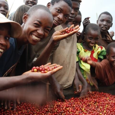 Cà phê rang mới Ethiopia Hambela Dabaye (ORGANIC certificated) 250g - cfi-coffee.com