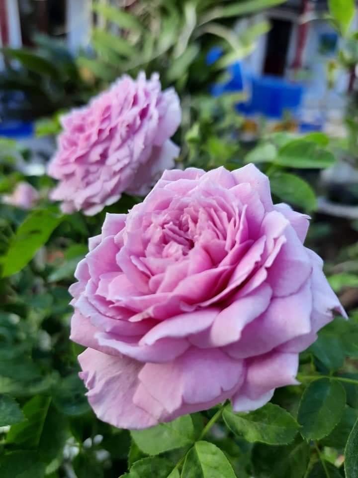 [HCM]Hoa hồng ngoại Blue Sky Rose ( hồng leo)
