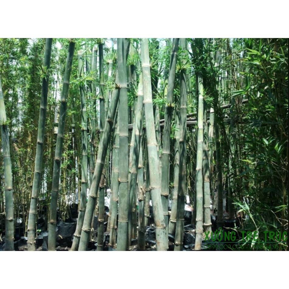 cây giống cây tầm vông