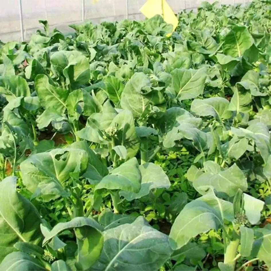 Hạt Giống Cải Rổ Phú Nông - 10g