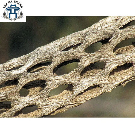 [Hoàn Tiền 10%] Lũa Cholla Cactus cho bể tép