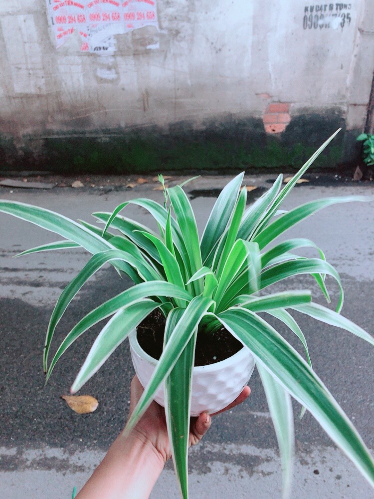 Chậu Cây Lan Chi