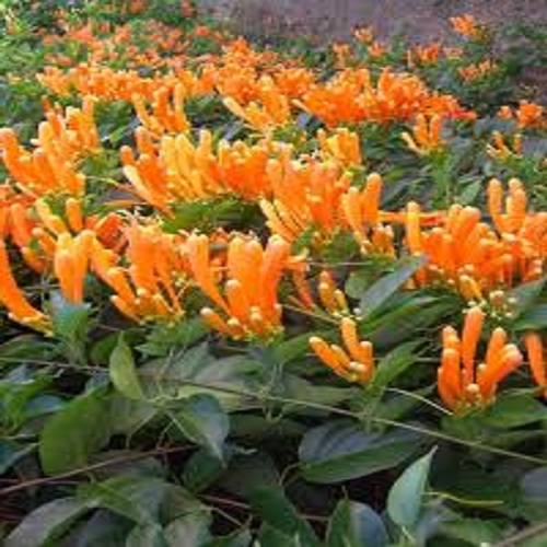 CHẬU CÂY GIỐNG HOA CHÙM ỚT( HOA RẠNG ĐÔNG)