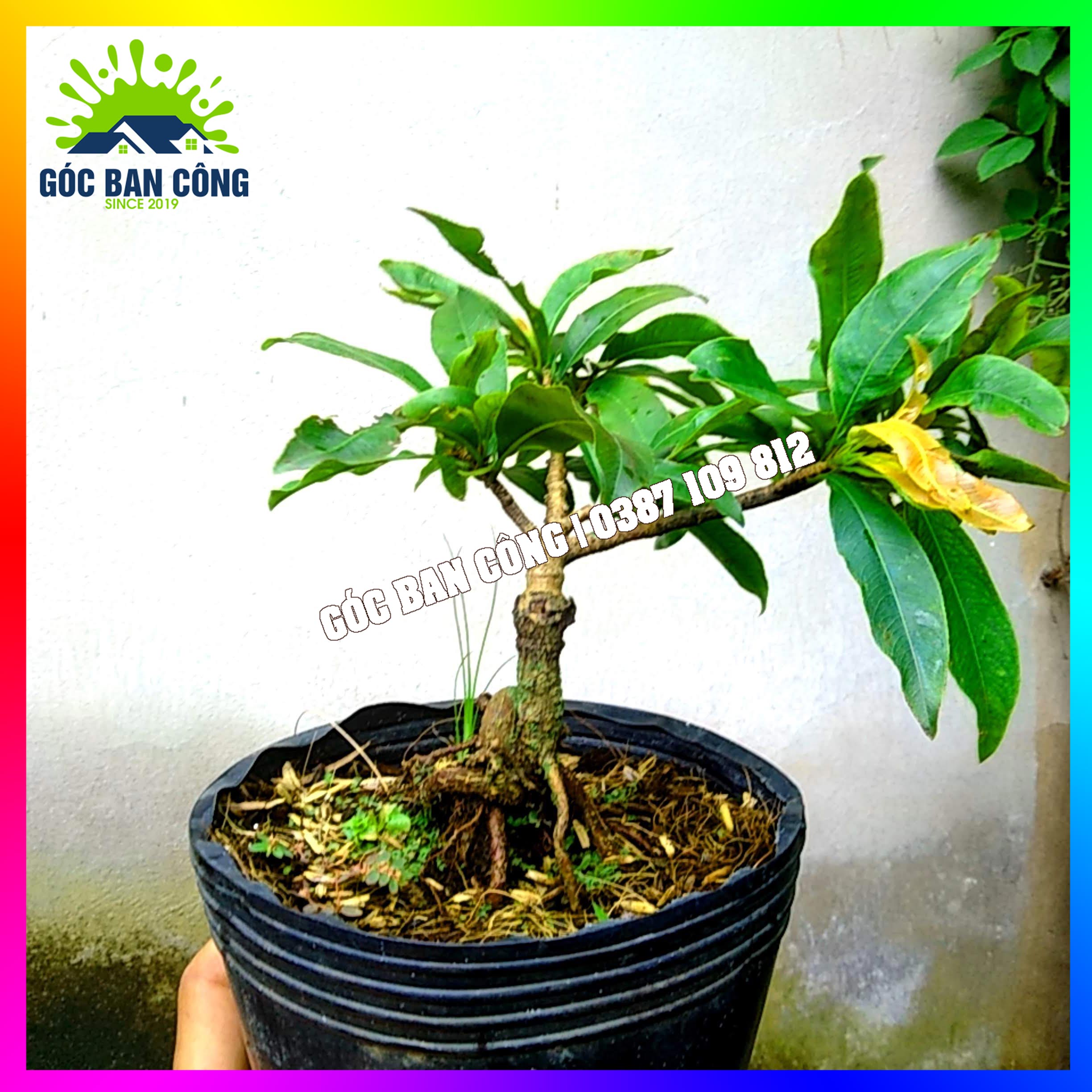 Mai Vàng Đại Lộc Bonsai Mini