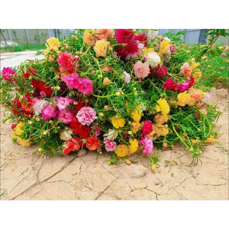 hạt giống hoa mười giờ kép mix