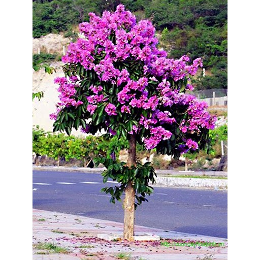 Cây bằng lăng, giống cây bằng lăng tím cây giống khỏe mạnh