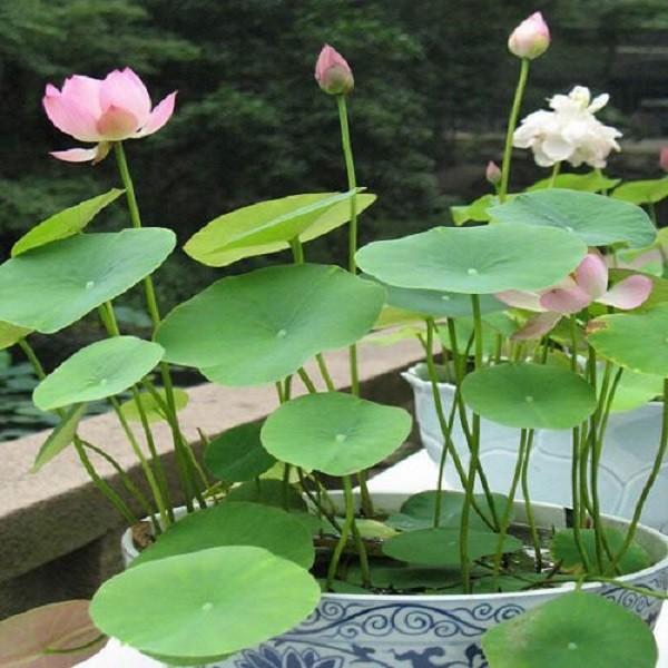 [Mới] - Hạt giống hoa sen nước mini nhật (Gói 4-5 hạt) giá rẻ