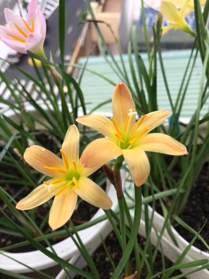 Combo- 6 củ huệ mưa ngoại (size mẹ) mix lẫn màu, combo cho người mới tập chơi. Đảm bảo sống 100%, không lẫn củ nội