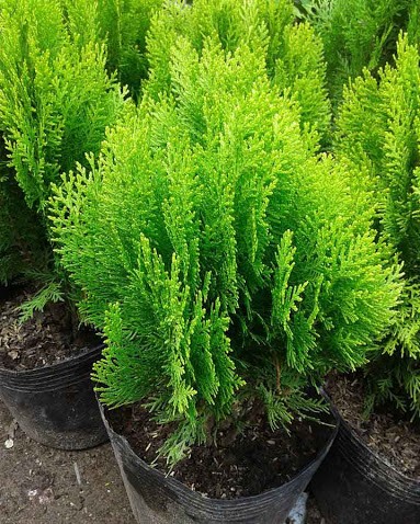 Cây trắc bách diệp ưa nắng - Cây bá tử nhân