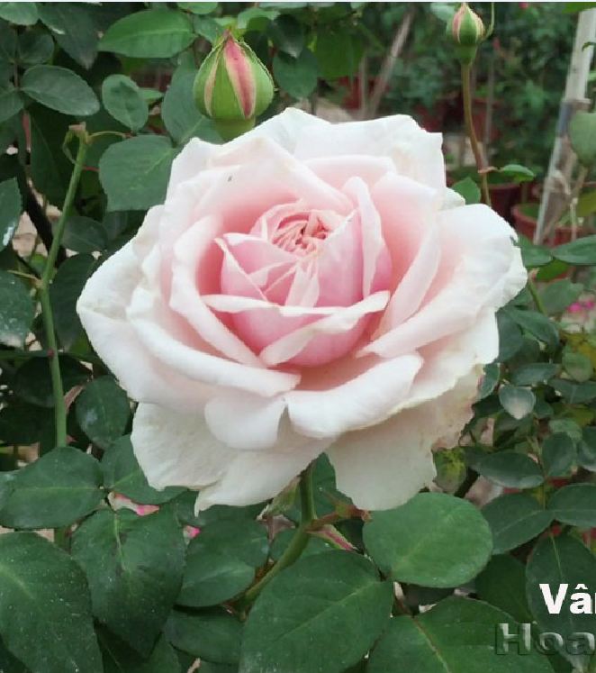 Hạt giống hoa hồng vân khôi ( 20 hạt/Kèm gói kích hạt nảy mầm )