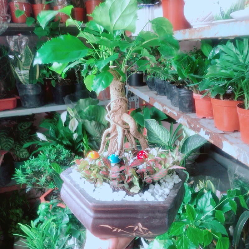 [HCM]Chậu Cây Hạnh Phúc Bonsai (chậu gốm)