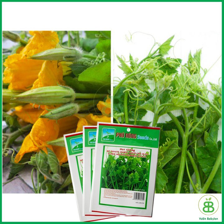 Gói 10GR Hạt Giống Bí Ngọn Siêu Đọt Dễ Trồng