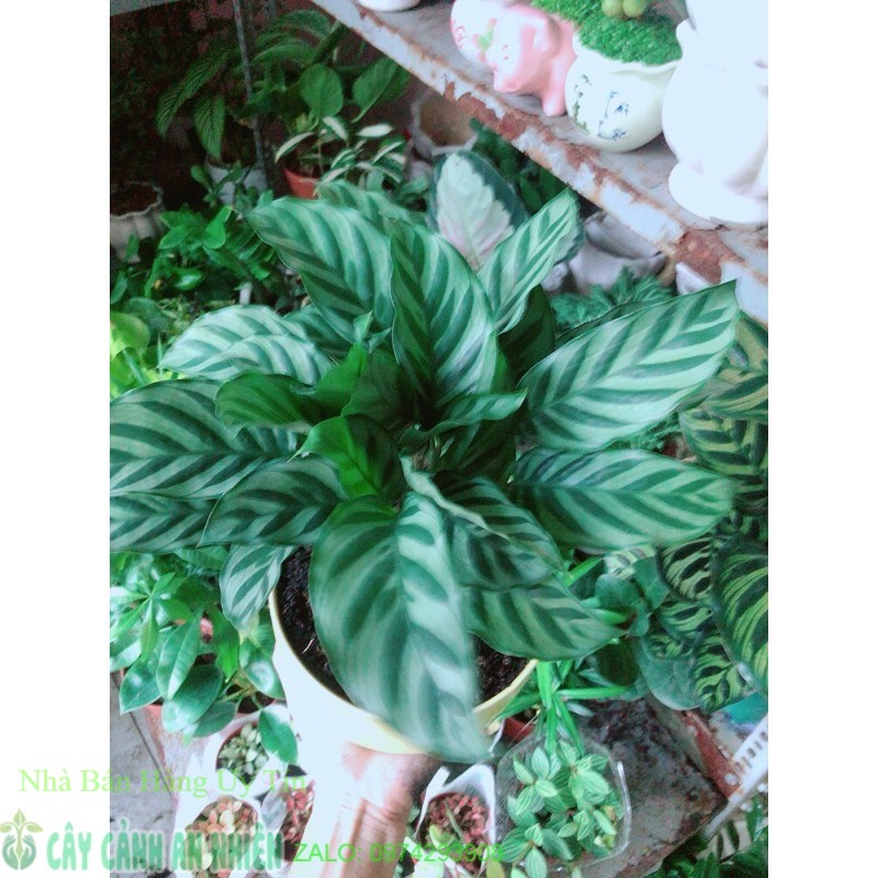 Chậu cây đuôi công sọc
